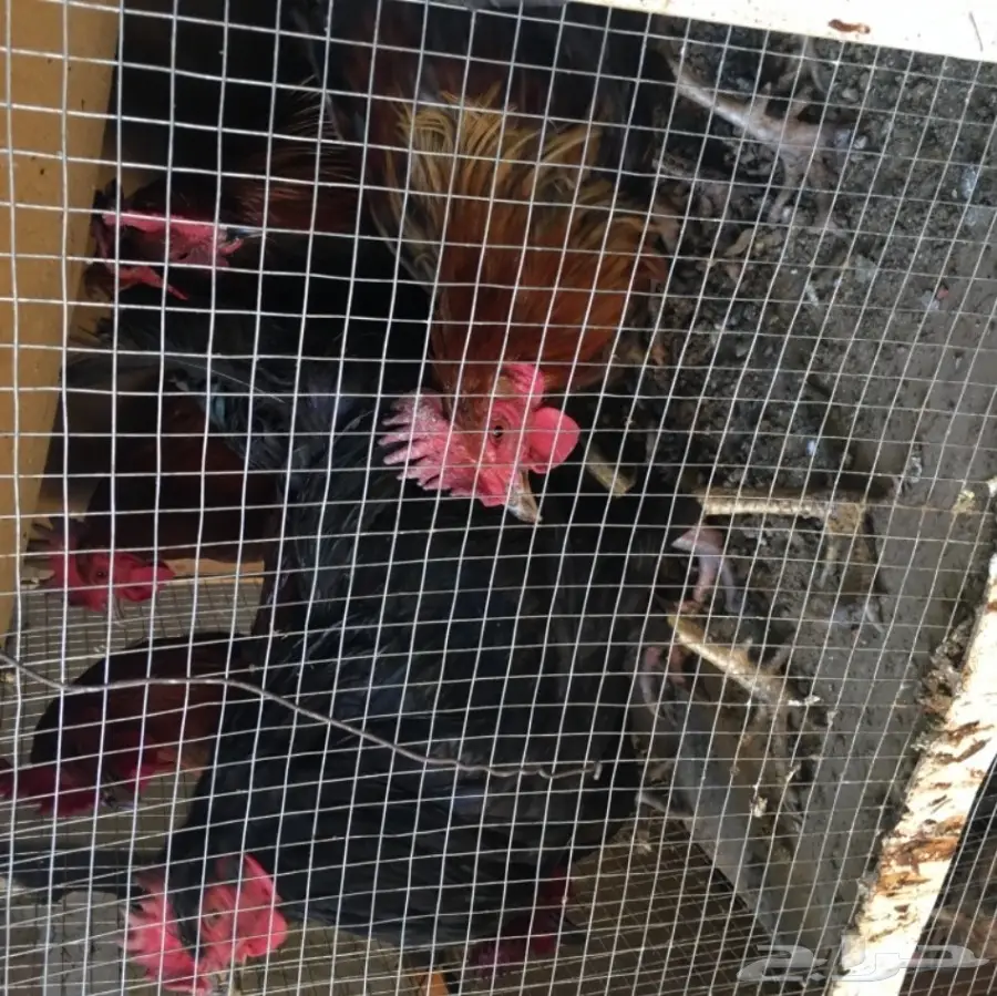 للبيع ديكه بلدي  (image 6)