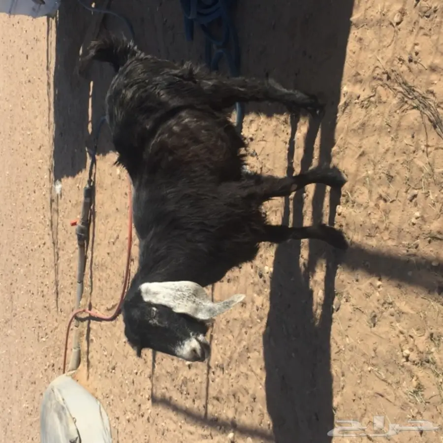 عنز مضرع للبيع  (image 1)