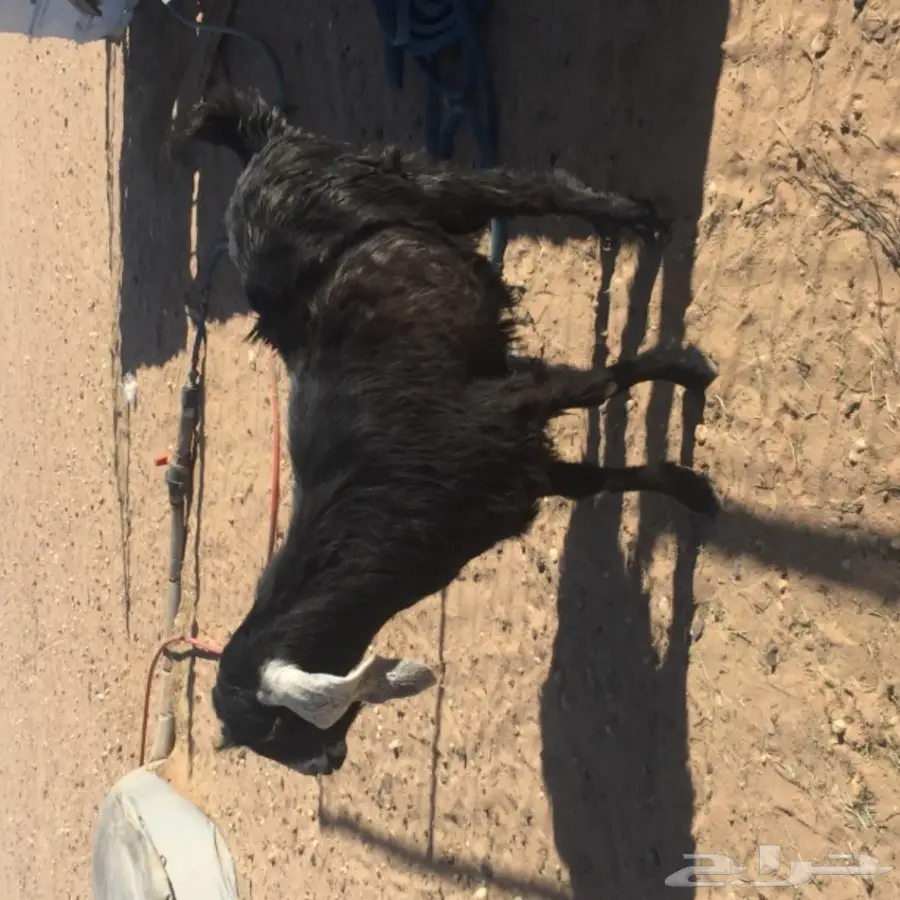 عنز مضرع للبيع  (image 2)