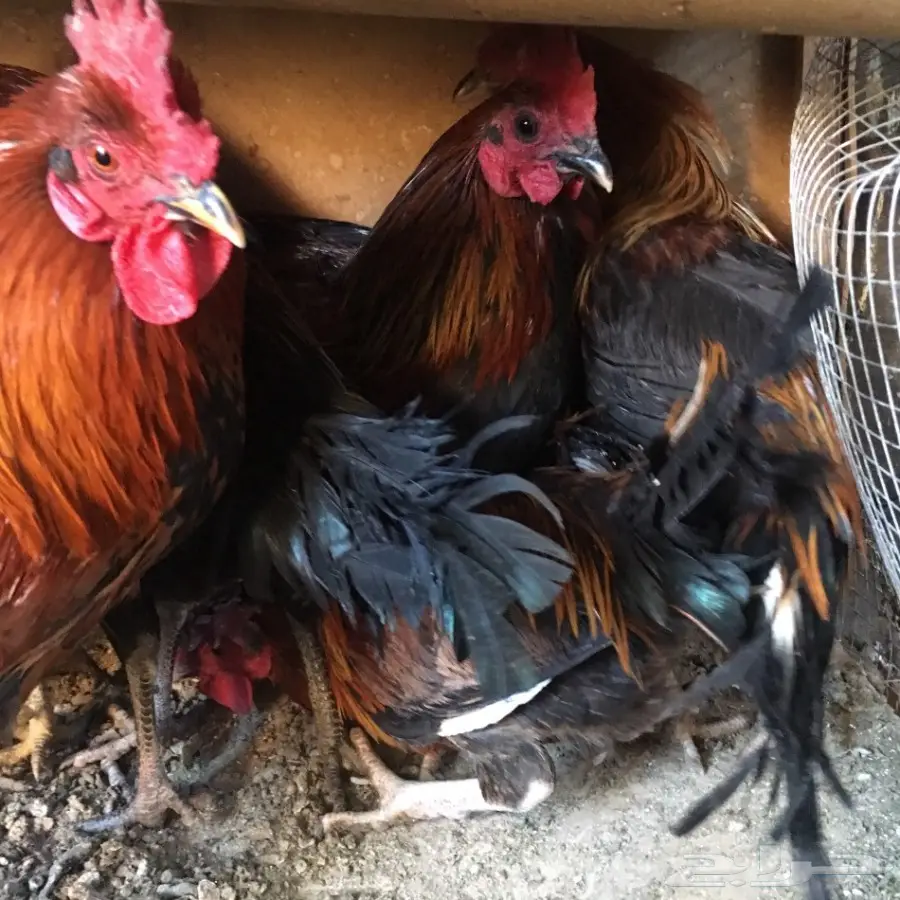 للبيع ديكه بلدي  (image 2)