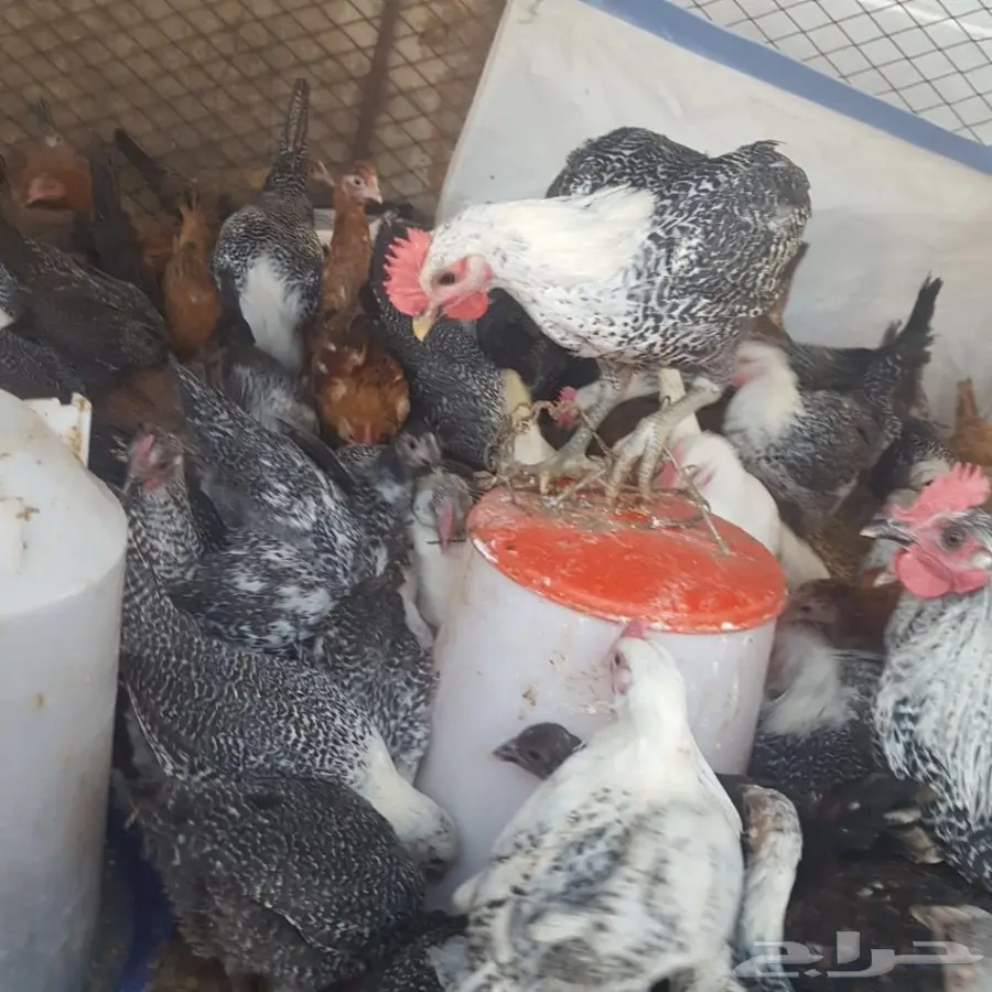 ديوك. فومي.  وبلدي.  