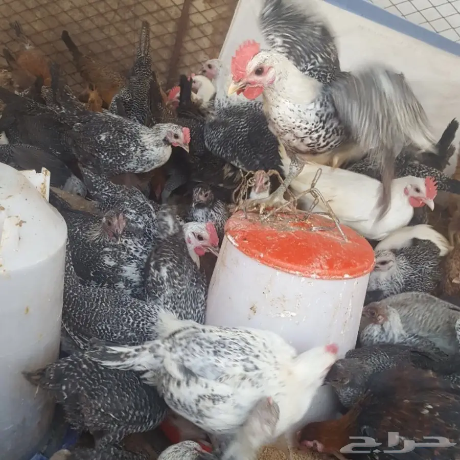 ديوك. فومي.  وبلدي.   (image 1)