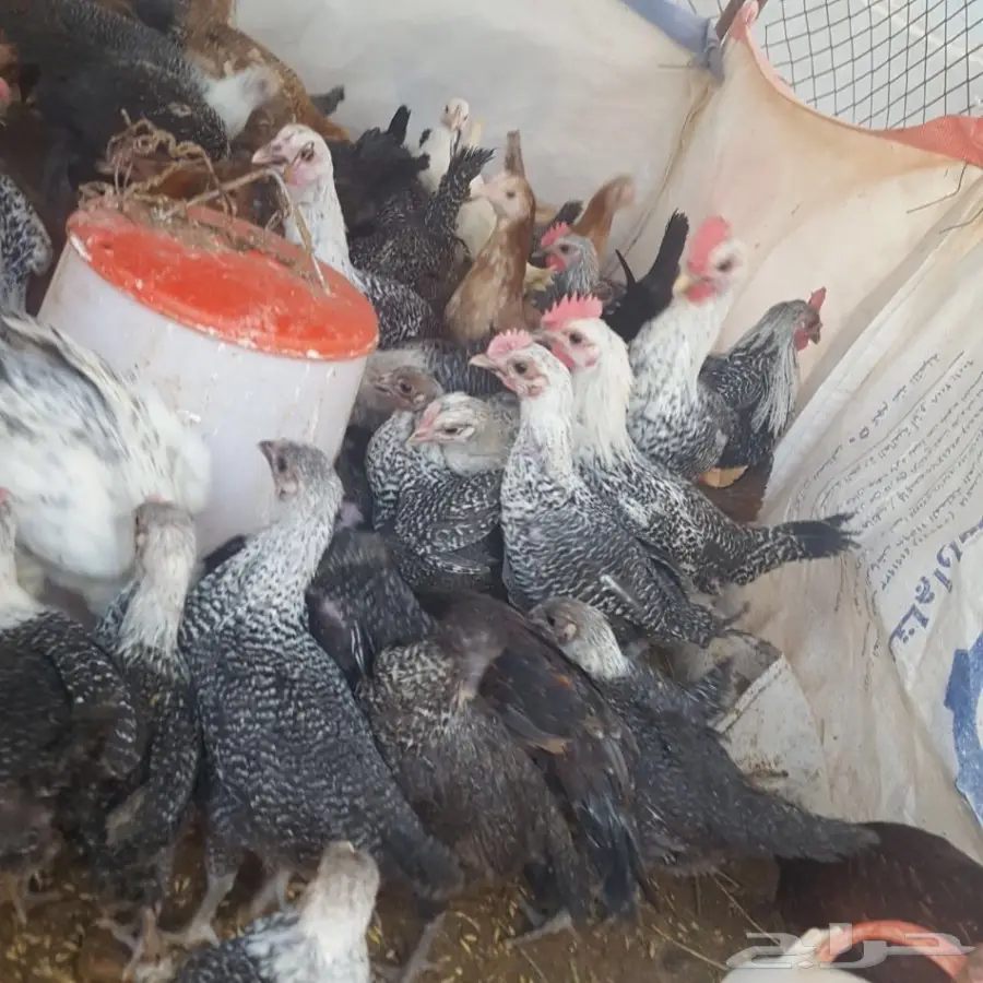 ديوك. فومي.  وبلدي.   (image 2)