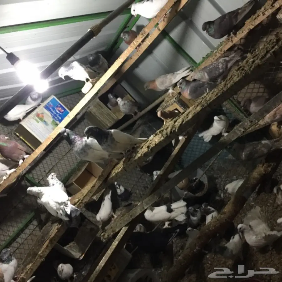 حمام للبيع (image 1)