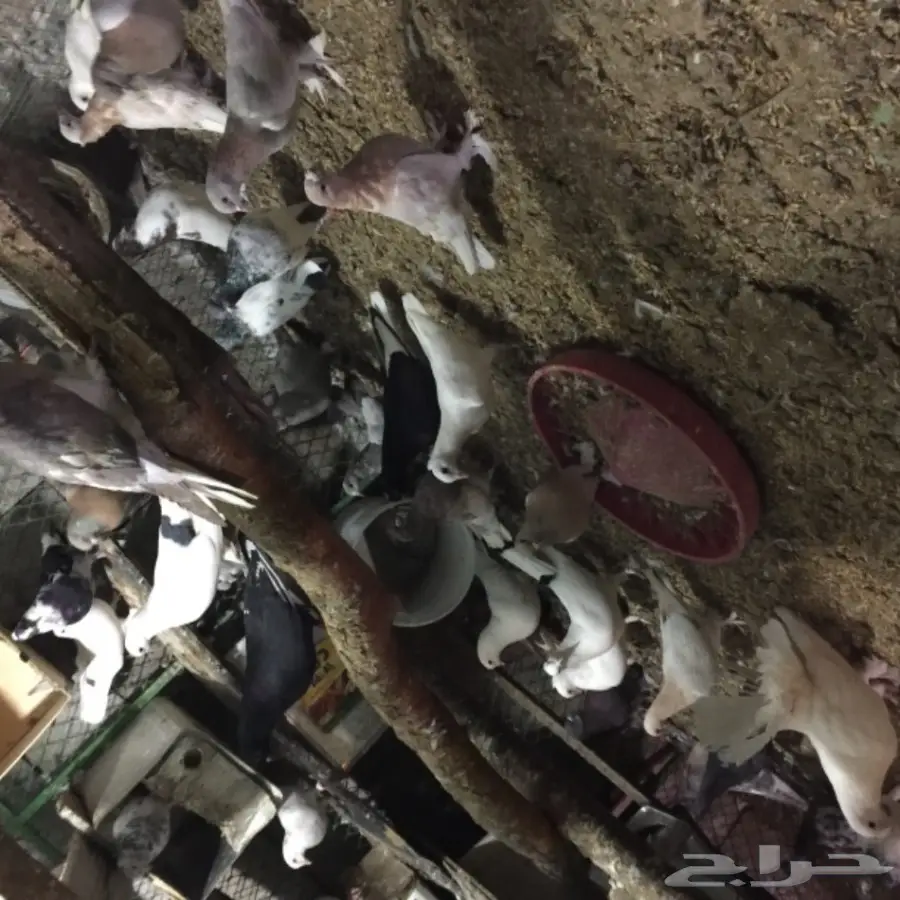 حمام للبيع (image 2)