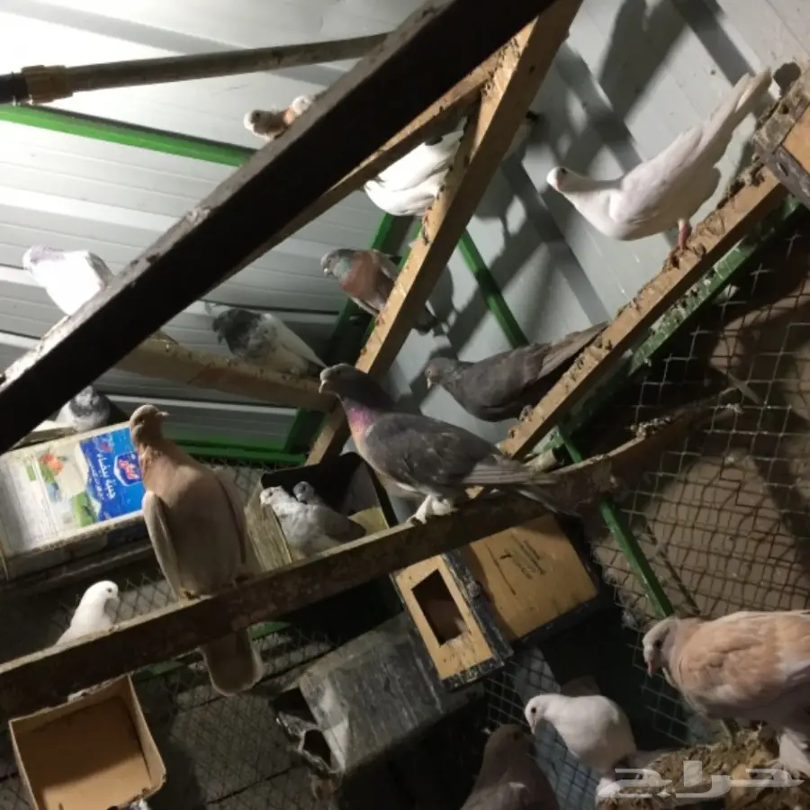 حمام للبيع (image 3)