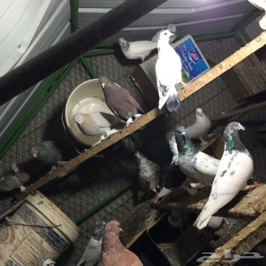 حمام للبيع (image 4)