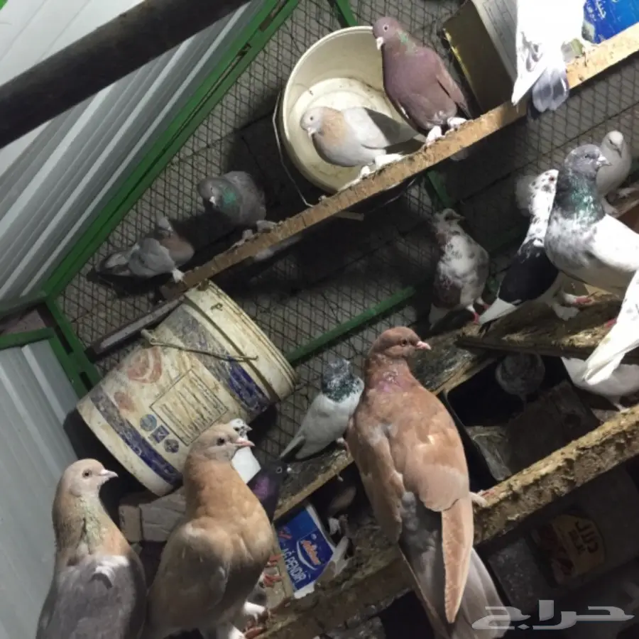 حمام للبيع (image 5)