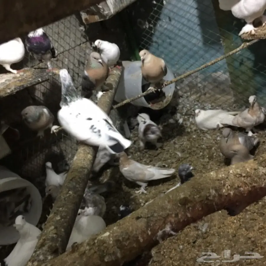 حمام للبيع (image 6)