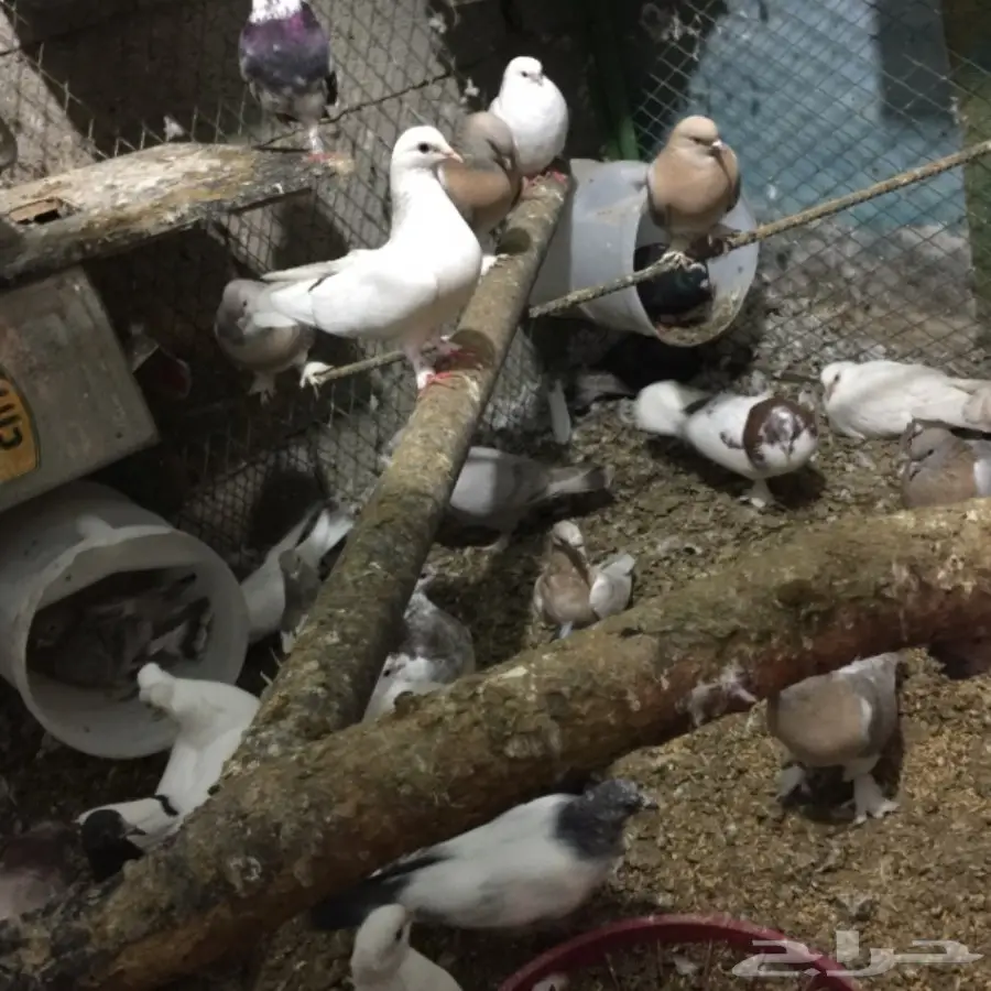 حمام للبيع (image 7)