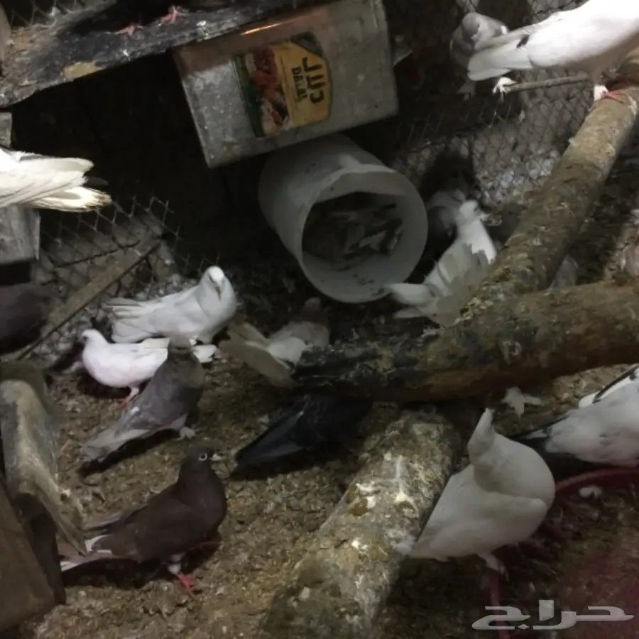 حمام للبيع (image 8)