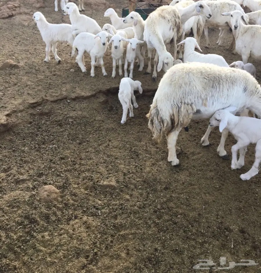 غنم 191 وبهمها 82 (image 6)