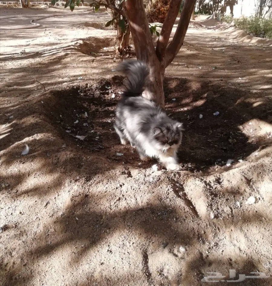 قطه ذكر وانثى للبيع  (image 6)