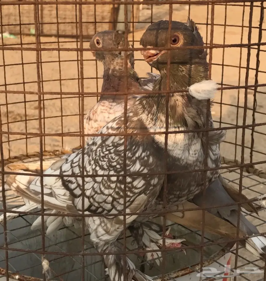 جوز فراشه دايلوت كاكى  (image 7)