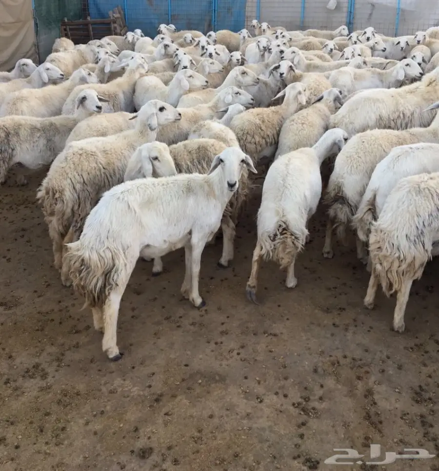 غنم 191 وبهمها 82 (image 9)