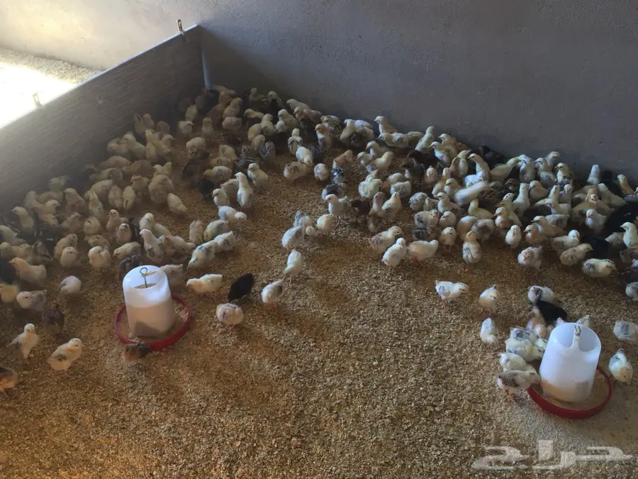 صوص للبيع - جودة عالية!