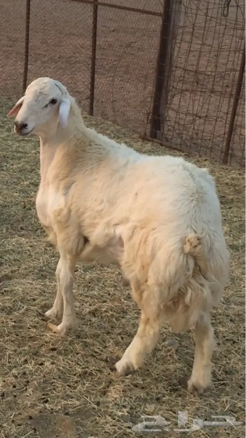 فحل حري مشروط للبيع - فرصة لا تُفوّت! (image 7)