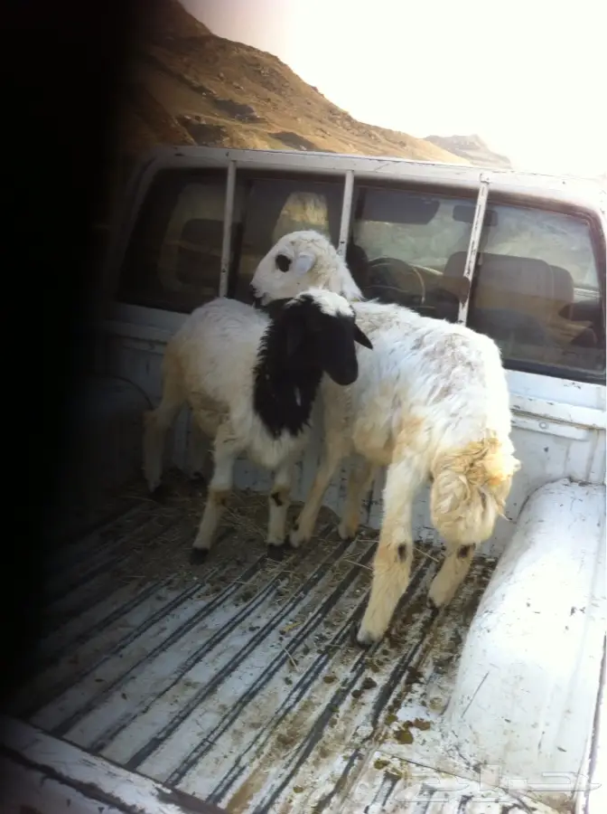 طليين حري للبيع (image 2)