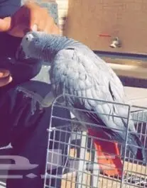 طير ببغاء  كاسكو مفقود بحي النرجس  (image 1)