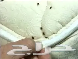 شركة رش مبيدات مكافحة حشرات رش دفان (عروض)  (image 9)