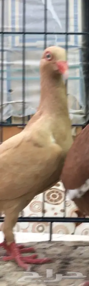 انثى دنش (image 2)