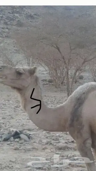 نقه ضايعه - تكفون ساعدوني!