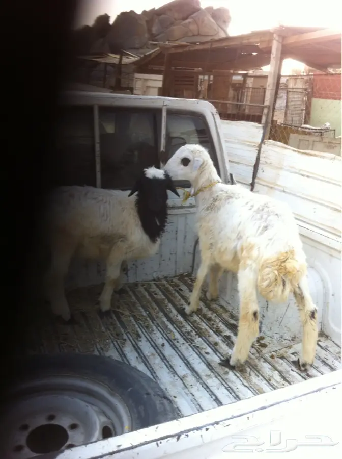 طليين حري للبيع (image 3)