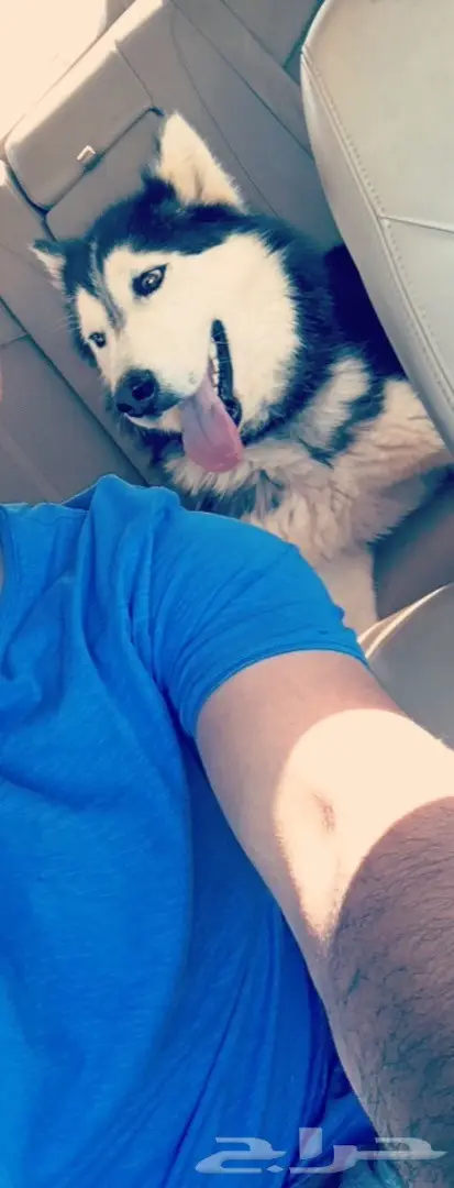 كلب هاسكي سيبيري بيور للبيع  (image 1)