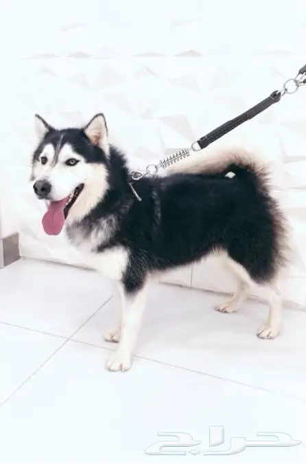 كلب هاسكي سيبيري بيور للبيع 