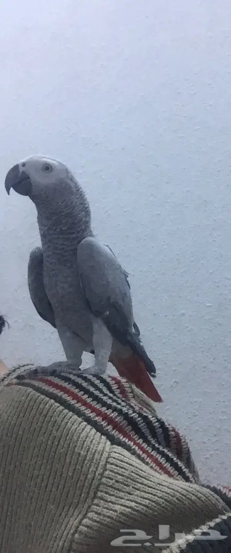 كاسكو صيد متكلم