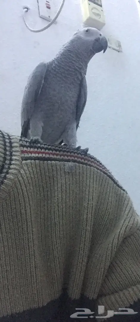 كاسكو صيد متكلم (image 3)