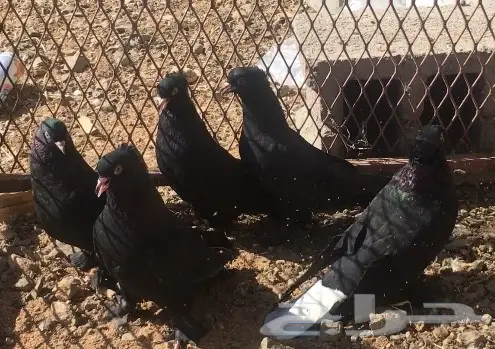 طيور سود لمعات تركية - فرصة لا تُفوّت! (image 2)