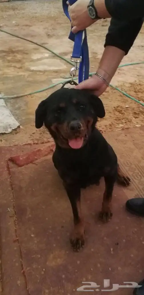 كلاب روت وايلر للبيع عدد 4 (image 2)