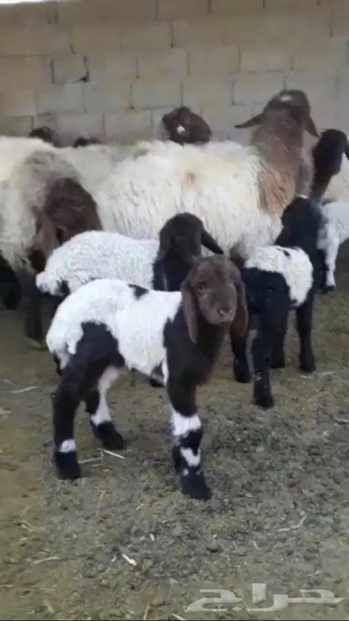 نعيم مولدة معها على واحد (image 1)