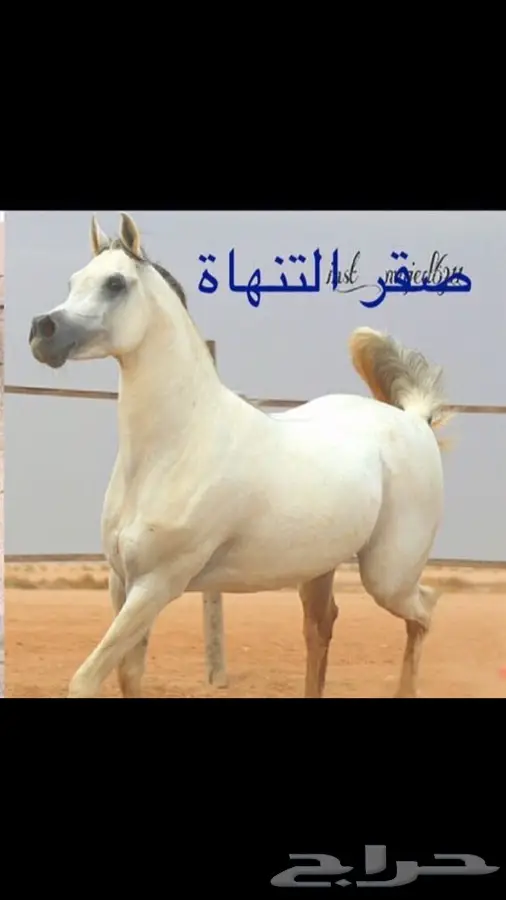 فرس شعبيه عربيه  (image 1)