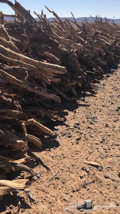 سمر المدينه مبروم  (image 4)