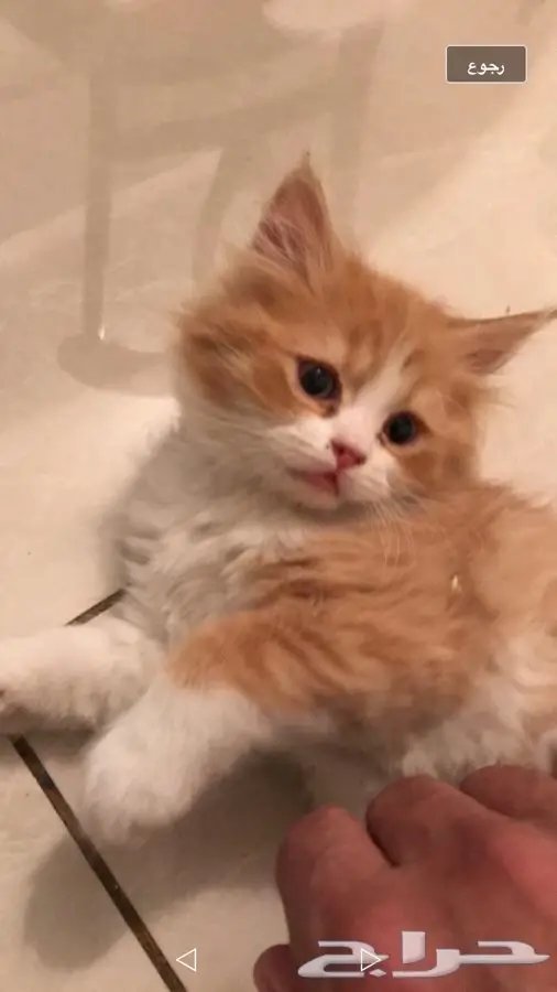قطة لعوبة  (image 3)