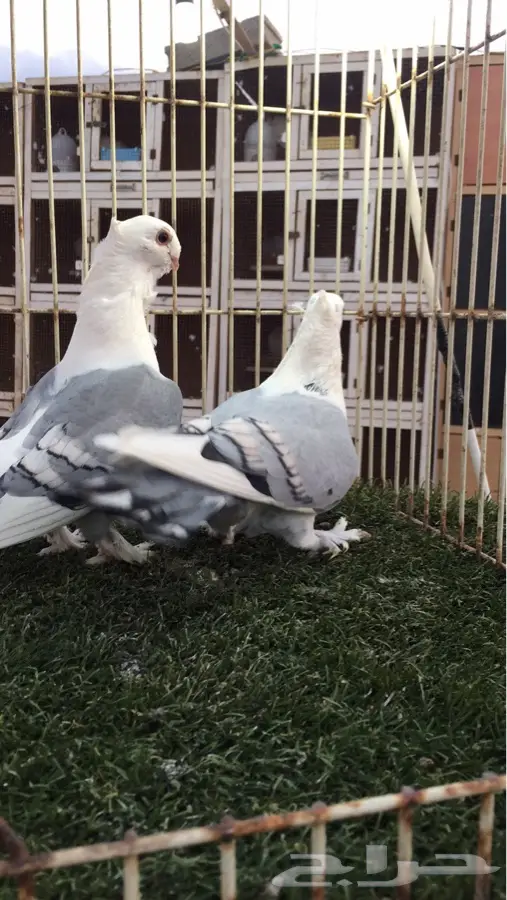 ((جوز روماني ((ازرق بارر)) (image 1)