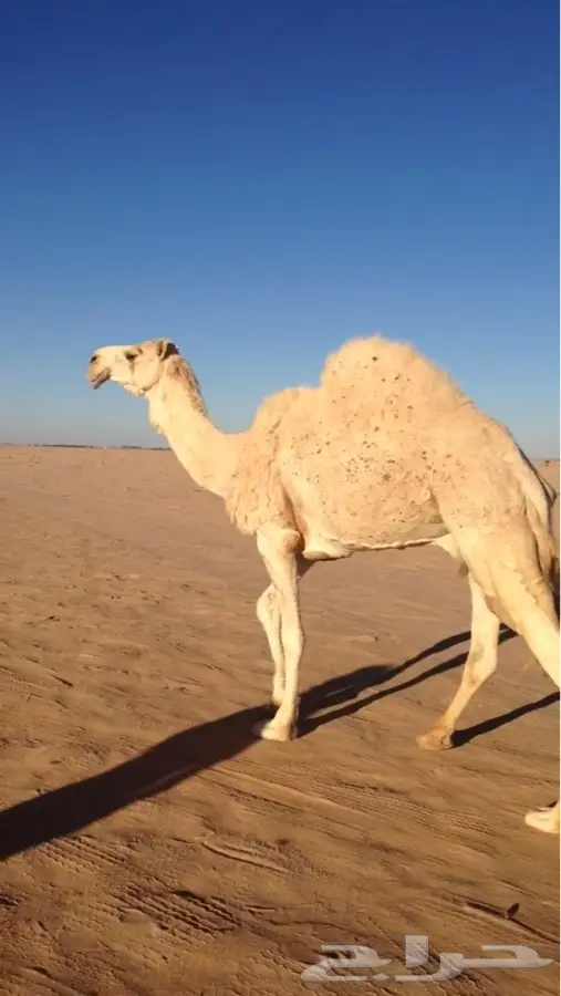 الوضحا الكفو - فرصة ذهبية! (image 2)