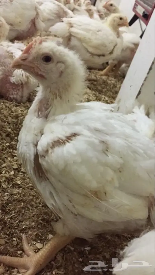 دجاج لاحم للبيع