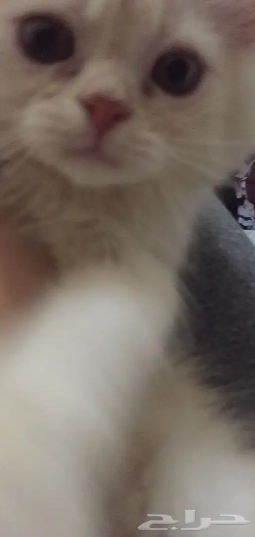 قطط صغيره  (image 2)