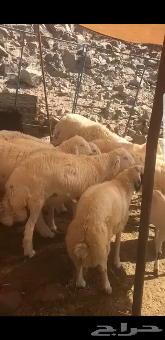 طليان للبيع اعمارها فوق 6 اشهر (image 1)
