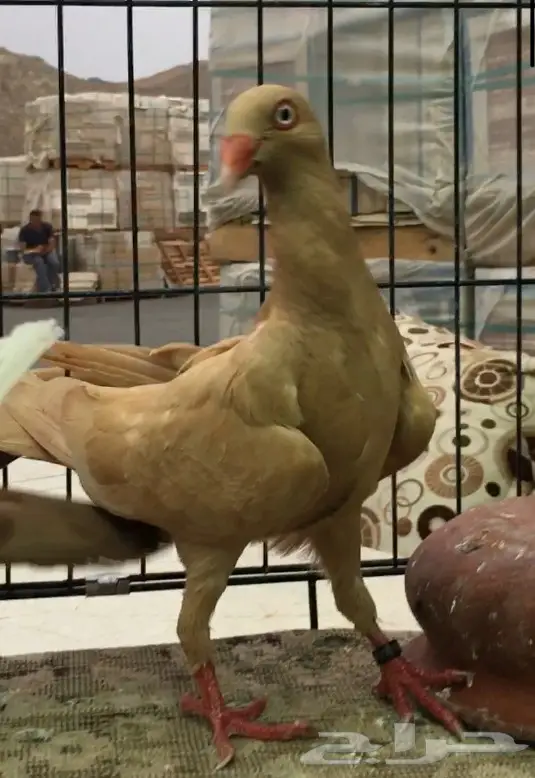 انثى دنش (image 1)