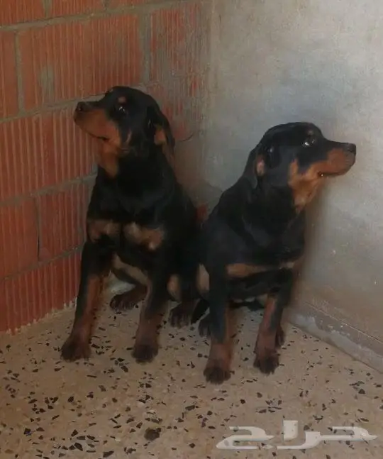 كلاب روت وايلر للبيع عدد 4