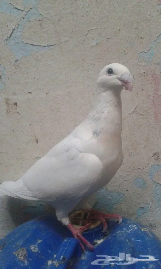 ذكر هومر للبيع