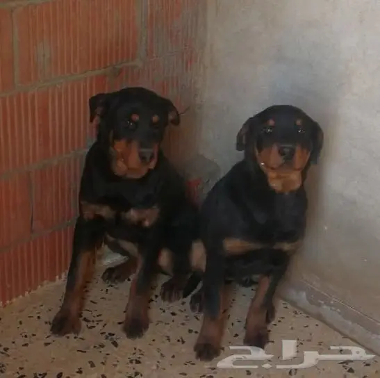 كلاب روت وايلر للبيع عدد 4 (image 1)