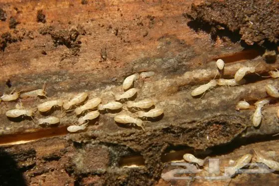 شركة مكافحة حشرات ورش مبيدات للصراصير والنمل  (image 2)