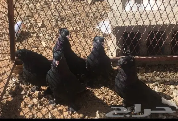 طيور سود لمعات تركية - فرصة لا تُفوّت!