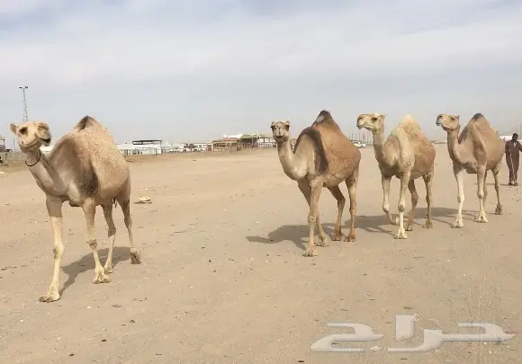 اربع لقحات ملاقيات وطيبات نفس (image 1)