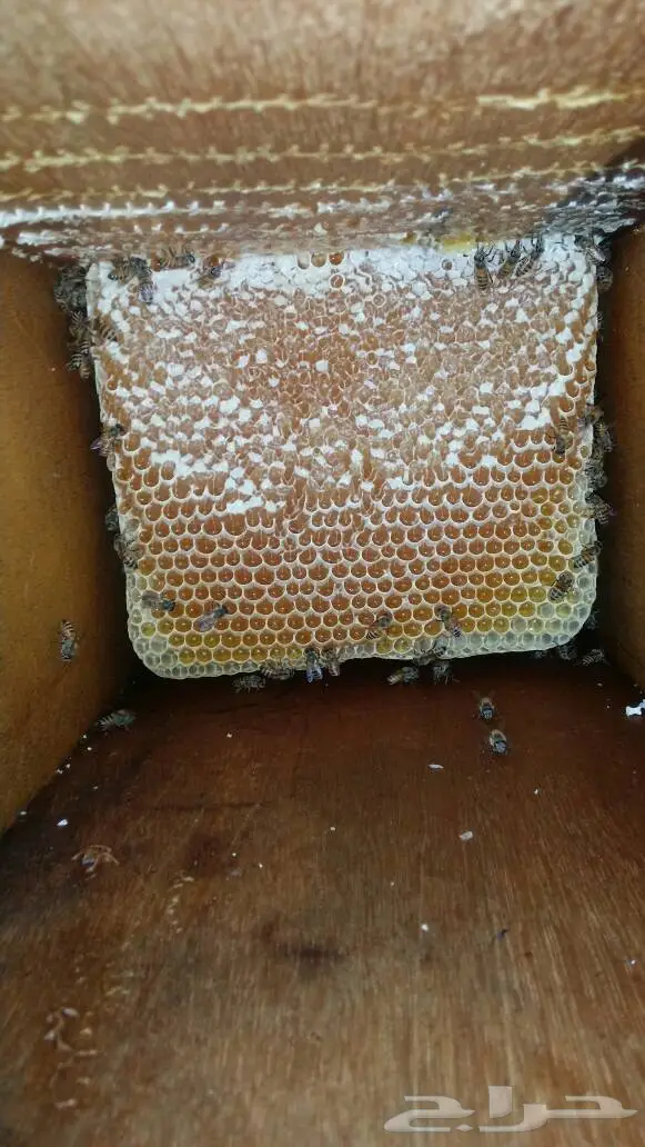 عسل سدر و سمر اصلي من وادي جردان باليمن  (image 1)